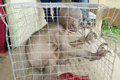 বিরল জন্তু নিয়ে সোশ্যাল মিডিয়ায় তুলকালাম!