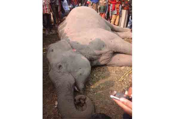 রাজীবপুরে বৈদ্যুতিক ফাঁদ তৈরি করে হাতি হত্যা
