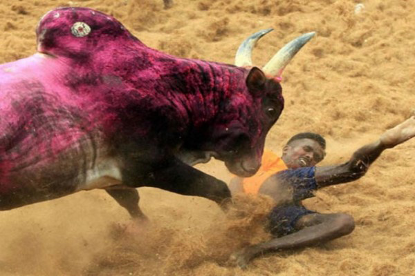 তামিলনাড়ুতে 'জাল্লিকাট্টু' উৎসবে ষাঁড়ের গুঁতায় নিহত ২, আহত ১২৯

