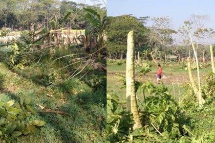গৌরনদীতে ৫ শতাধিক গাছের চারা কেটে ফেলেছে দুর্বৃত্তরা