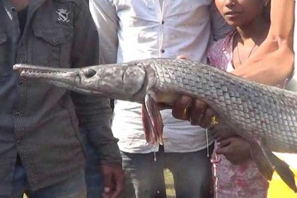 কুমিরের মতো অদ্ভুত মাছ!

