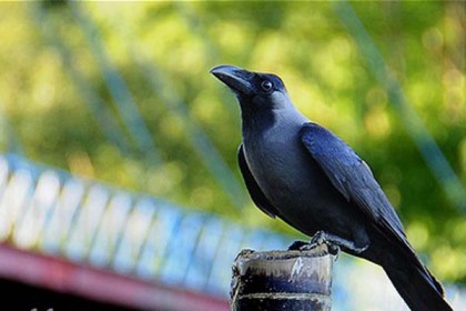 নারীকে বশ করতে কাকের ব্যবহার!