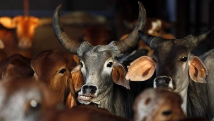 ভারতে গো-মাংস নিষিদ্ধের আবেদন খারিজ