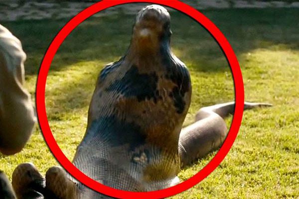 সবার সামনে মানুষকে গিলে ফেলল অ্যানাকোন্ডা (ভিডিও)