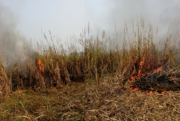 সেতাবগঞ্জে আখ ক্ষেতে আগুন