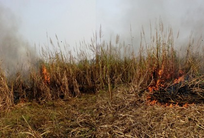 সেতাবগঞ্জে আখ ক্ষেতে আগুন