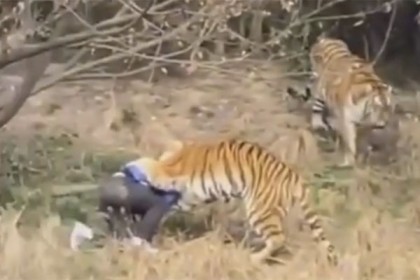 সামনে থেকে বাঘ দেখতে গিয়ে প্রাণ গেল দর্শণার্থীর (ভিডিও)