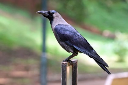 কাকের হাতে যখন সরকারি চাকরি!