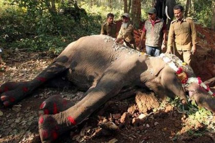 বিশ্বের বয়স্ক হাতি ‘ইন্দিরা’র মৃত্যু