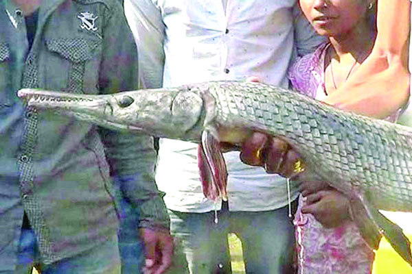 কুমিরের মতো অদ্ভুত মাছ