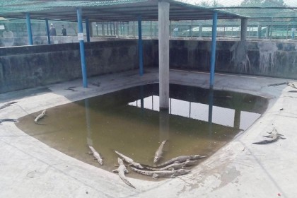 সুন্দরবনে কুমিরের বাচ্চা চুরি ও হত্যার ঘটনায় মামলা