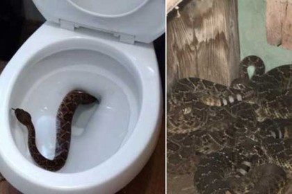 কমোড থেকে বেড়িয়ে এলো বিষধর সাপ!
