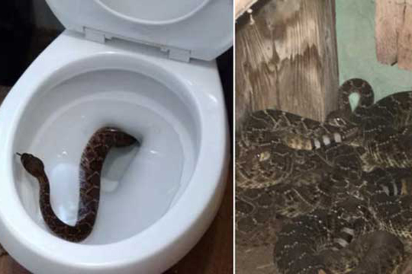 কমোড থেকে বেড়িয়ে এলো বিষধর সাপ!