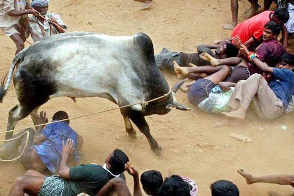 রক্তাক্ত মাদুরাই, ষাঁড়ের গুঁতায় আহত ৩৬
