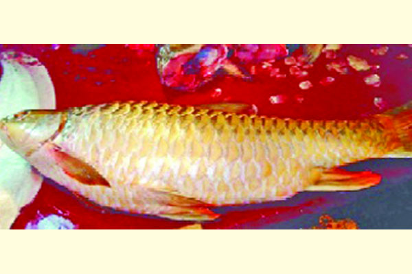 দুষ্প্রাপ্য মহাশোল আবার মিলবে
