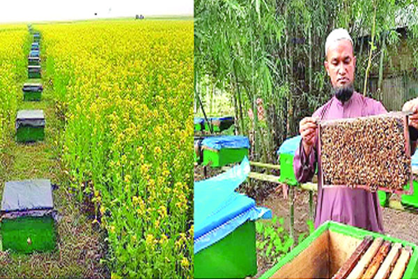 ক্লোন পদ্ধতিতে মধু চাষ করে সফল