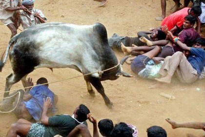 রক্তাক্ত মাদুরাই, ষাঁড়ের গুঁতায় আহত ৩৬
