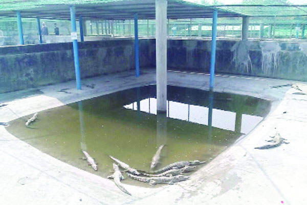 চিতা বিড়ালের পেটে কুমিরের ১৯ বাচ্চা
