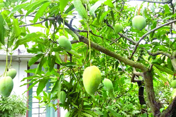 শখের ছাদবাগানে
বারোমাসি আম