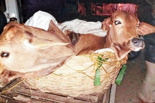 সবজির ঝুড়িতে গরু পাচার বনগাঁ সীমান্তে
