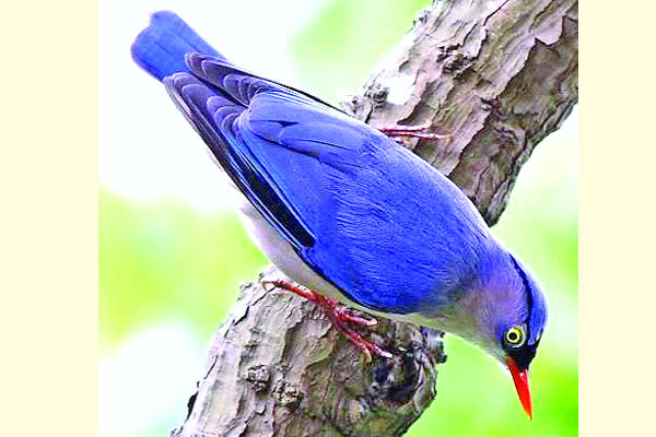 দেশি প্রজাতির পাখি নীলাভ কীটকুড়ানি