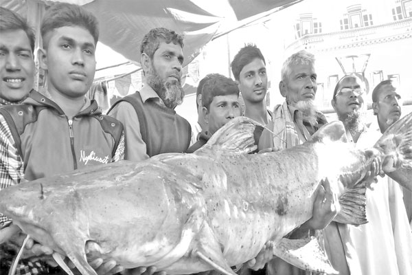 বাঘাইড়ের ওজন ৬৩ কেজি মিষ্টির ওজন ১০ কেজি