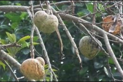 যেসব রোগের মহৌষধ আতা ফল