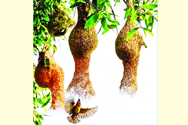 বাংলা বাবুই প্রকৃতির বন্ধু পাখি