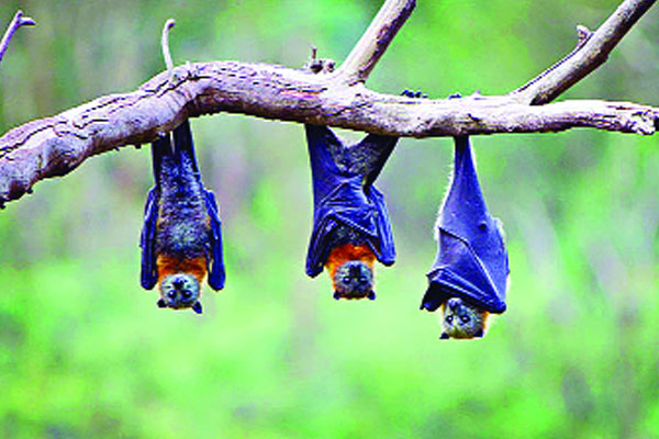বাদুড়ের অভয়াশ্রম