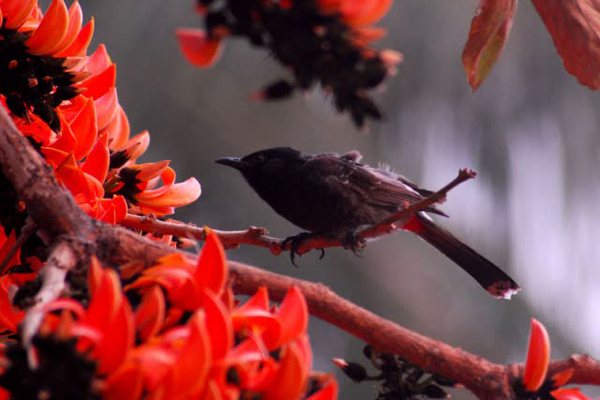 শুভ বসন্ত