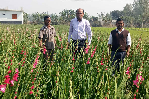 বগুড়ায় ফুল চাষে স্বাবলম্বী ৫ গ্রামের মানুষ