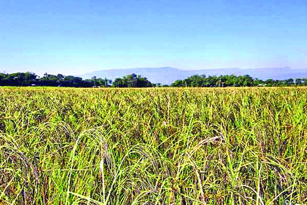 বিলুপ্তির পথে কালিজিরা ধান
