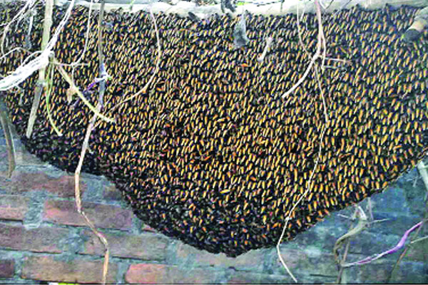 হারিয়ে যাচ্ছে মৌচাক