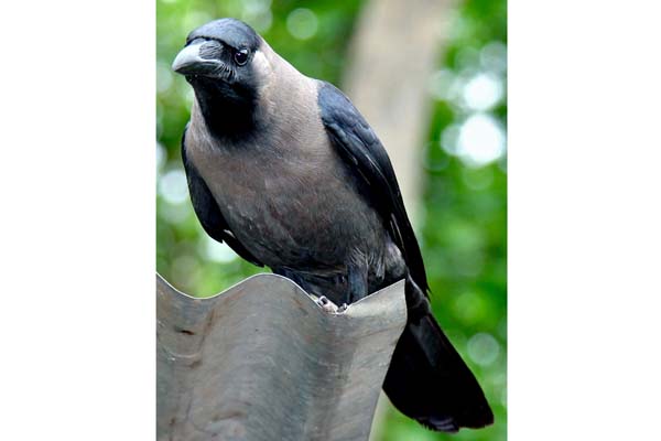 ভবিষ্যৎ জানতে কাকের ভাষা শিখুন