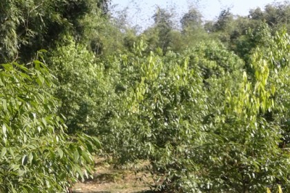 ডোমারের বাতাসে শুধুই তেজপাতার ঘ্রাণ