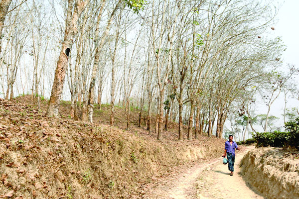 ধ্বংস হচ্ছে সিলেটের সাদা সোনা
