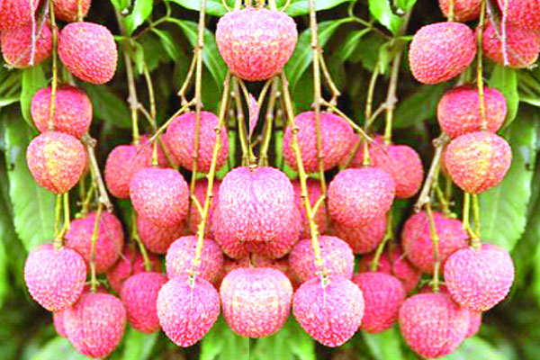শ্রীপুরের ৭২৪ হেক্টর জমিতে লিচু চাষ