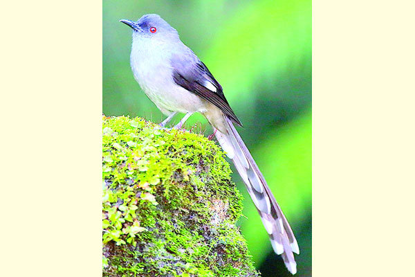 বিপদগ্রস্ত সুদর্শন পাখি লম্বালেজি সিবিয়া