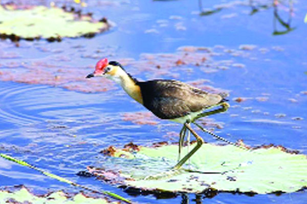 জল ময়ূর