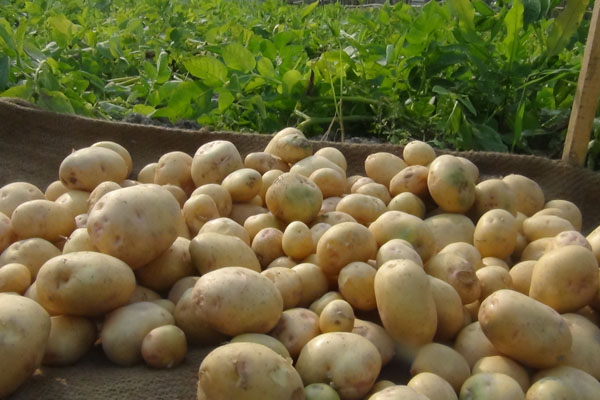 চাষীদের হাতে আসছে ছত্রাক প্রতিরোধী আলু 