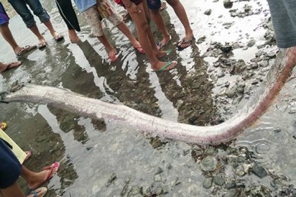 সমুদ্রের রহস্যময় প্রাণী 'ওয়ারফিশ'!