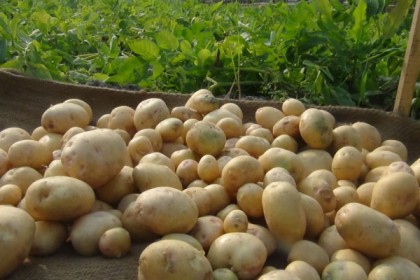 চাষীদের হাতে আসছে ছত্রাক প্রতিরোধী আলু 