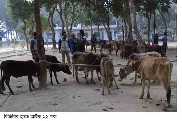 রৌমারীতে পানির দরে নিলামে বিক্রি ২২টি গরু