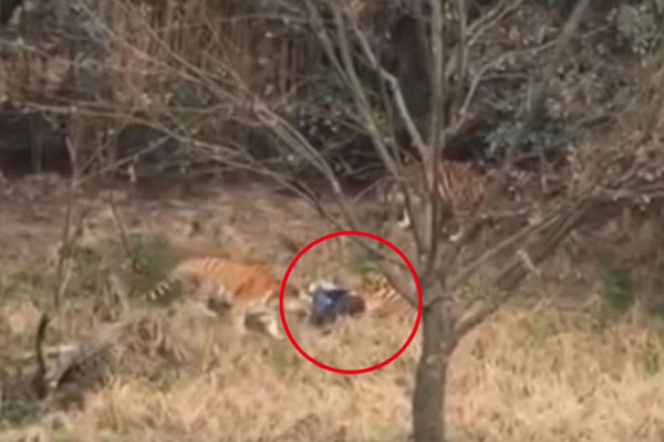 স্ত্রী-সন্তানের সামনেই বাঘের থাবায় প্রাণ গেল বাবার! (ভিডিও)