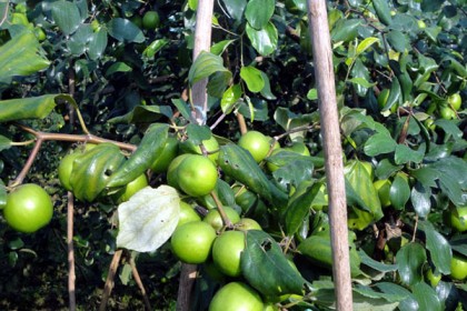 পাহাড়ে থোকায় থোকায় ঝুলছে সবুজ বাউকুল