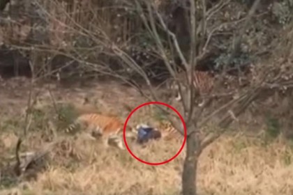 স্ত্রী-সন্তানের সামনেই বাঘের থাবায় প্রাণ গেল বাবার! (ভিডিও)