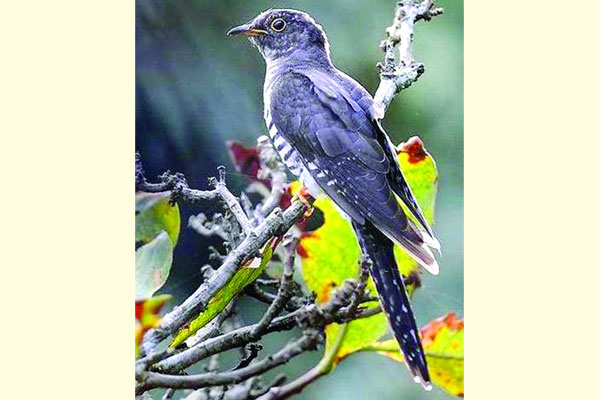 ছোট পাপিয়া