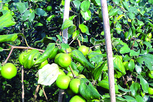 পাহাড়ে বাউকুলের সমাহার