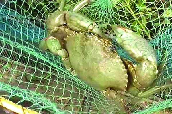 সুন্দরবনে নিষিদ্ধ সময়েও কাঁকড়া আহরণ