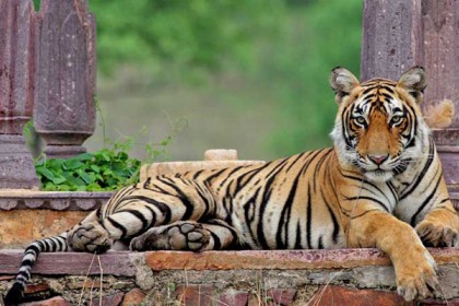 দর্শনার্থীর ক্যামেরায় ধরা দিল বাঘ!

